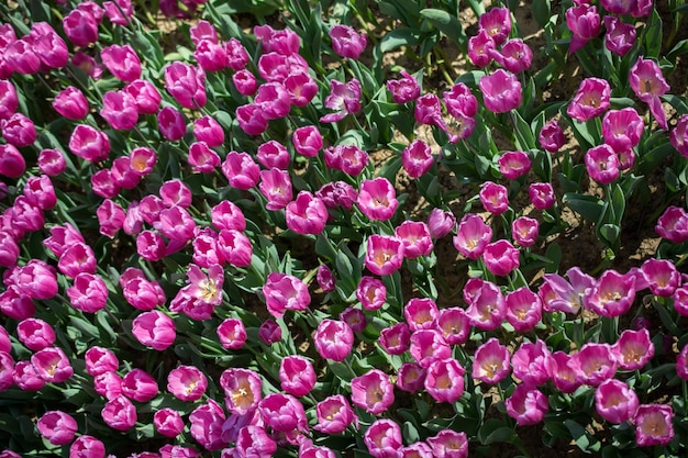 Blooming colorful tulip flowers as floral background