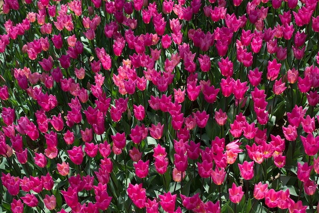 Blooming colorful tulip flowers as floral background