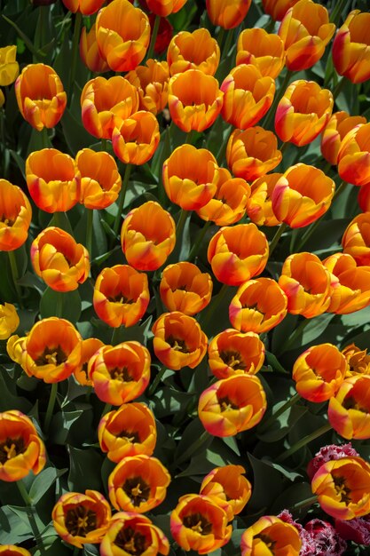 Blooming colorful tulip flowers as floral background