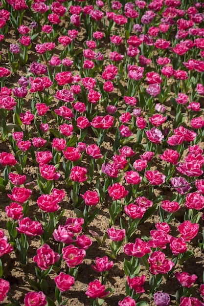 Blooming colorful tulip flowers as floral background