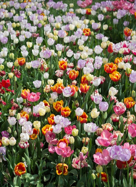 Blooming colorful tulip flowers as floral background