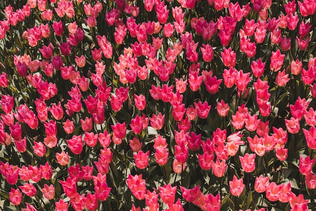 Blooming colorful tulip flowers as floral background