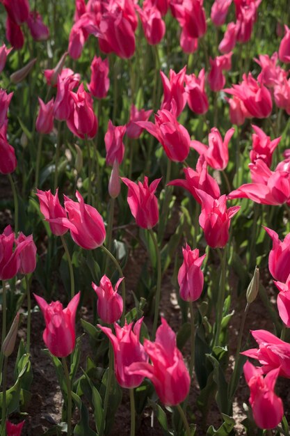 Blooming colorful tulip flowers as floral background