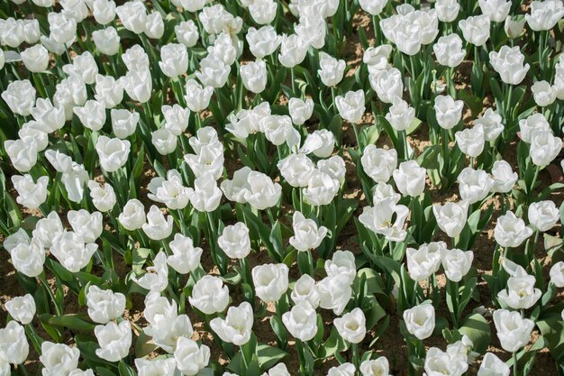 Blooming colorful tulip flowers as floral background