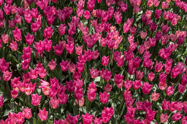 Blooming colorful tulip flowers as floral background