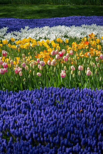 Blooming colorful tulip flowers in the garden