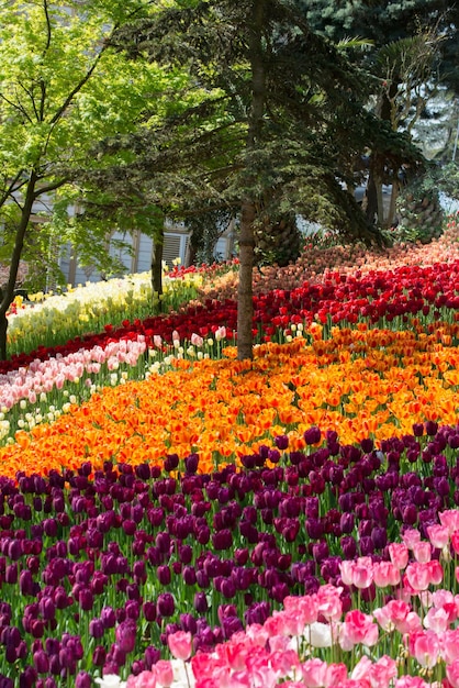 Blooming colorful tulip flowers in the garden