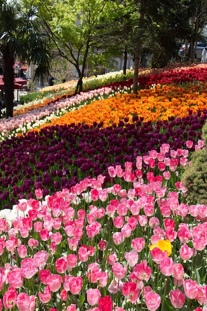 Blooming colorful tulip flowers in the garden