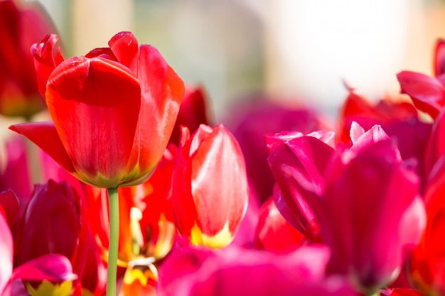 Blooming colorful tulips flowerbed in public flower garden. Lisse, Holland, Netherlands. 