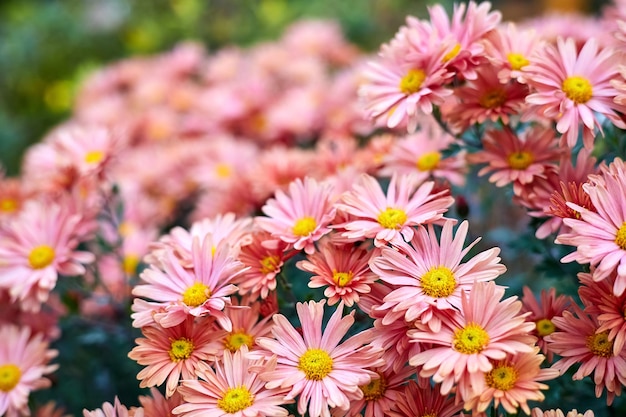 Blooming coral chrysanthemums in the garden