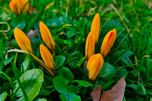 Blooming crocuses in the mountains in the spring