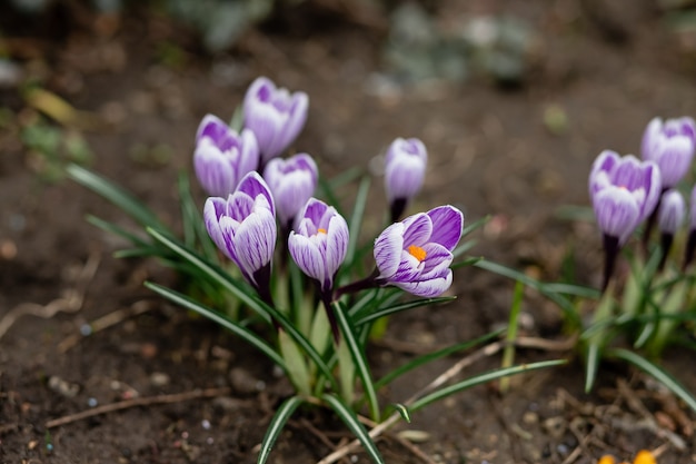 Blooming crocuses in spring in the garden