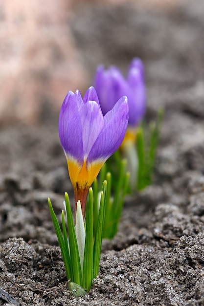 Photo blooming crocuses in spring garden