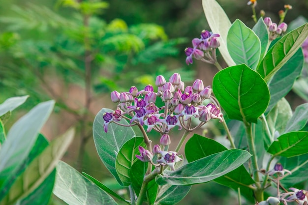 Blooming Crown Flower Giant Milkweed Calotropis gigantea Giant Calotrope Flower