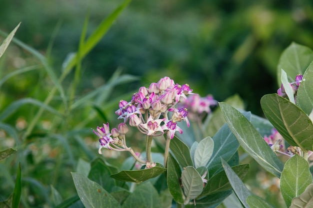 Blooming Crown Flower Giant Milkweed Calotropis gigantea Giant Calotrope Flower