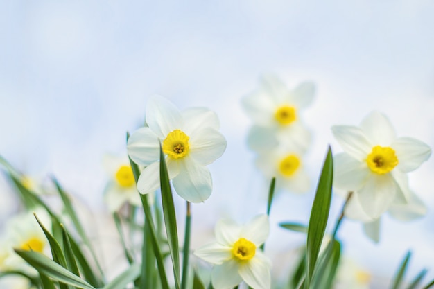 Blooming daffodils in the garden. Selective focus