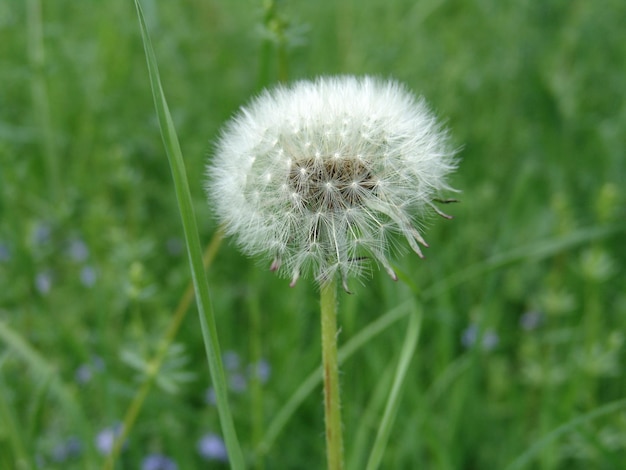 Blooming dandelion with selected focus in the green field