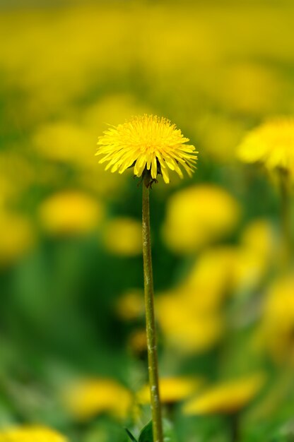 Blooming dandelions on background of green grass in early spring