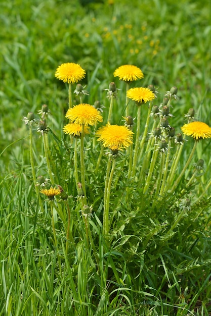 Blooming dandelions