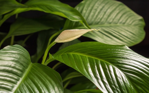 Blooming delicate flower bud of spathiphyllum wallisii