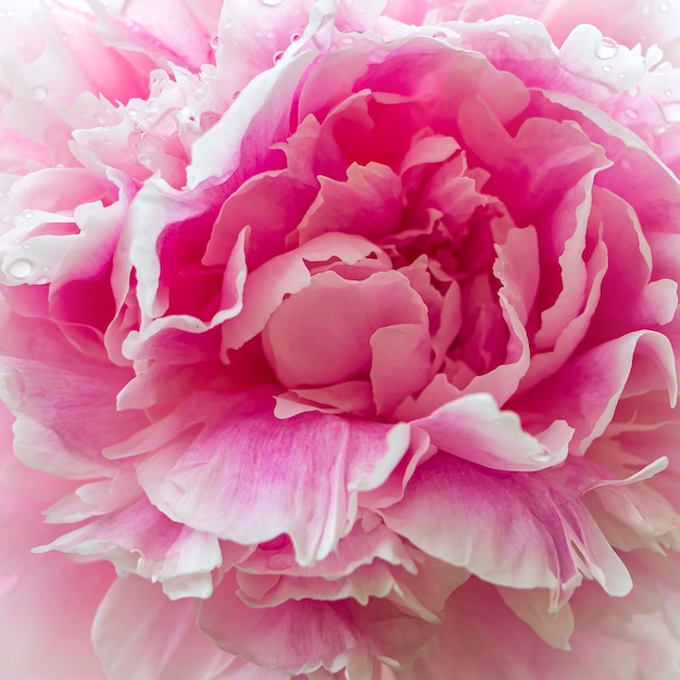 Blooming delicate pink peony in summer garden after rain with drop