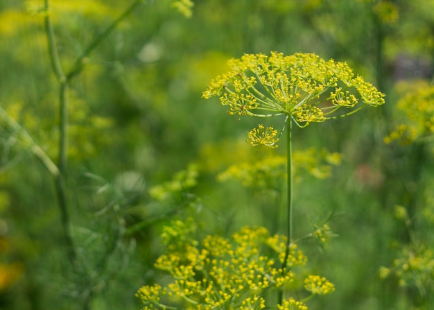 Blooming dill garden or smelly Lat Anethum graveolen