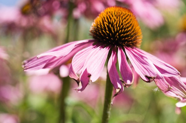 Blooming Echinacea Coneflower in garden