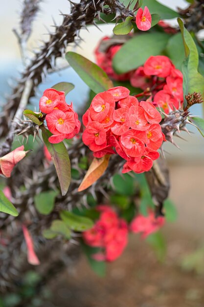 Blooming Euphorbia milii or crown of thorns close up