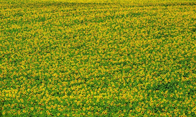 Blooming field of a sunflowers