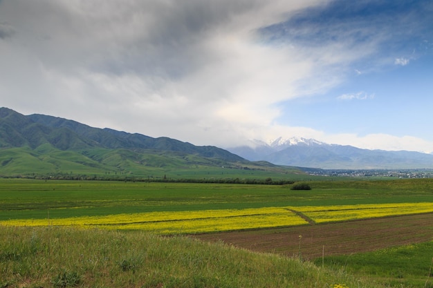 Blooming fields against the backdrop of mountains Beautiful mountain landscape Blooming summer herbs Spring landscape Kyrgyzstan