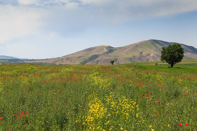 Blooming fields against the backdrop of mountains Beautiful mountain landscape Blooming summer herbs Spring landscape Kyrgyzstan