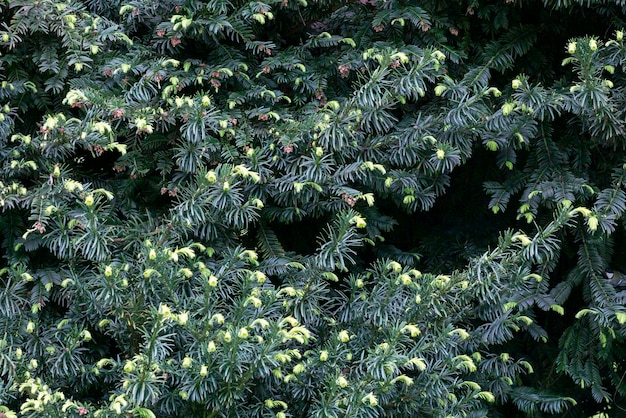 Blooming fir branch Fir branches with fresh shoots in spring Young growing fir tree sprouts on branch in spring forest