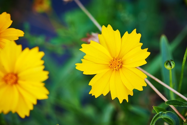 Blooming flower close-up on a blurred background.