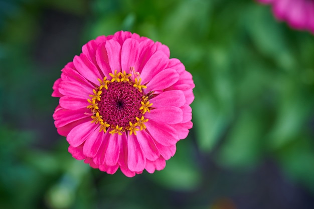 Blooming flower close-up