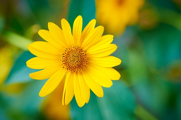 Blooming flower close-up