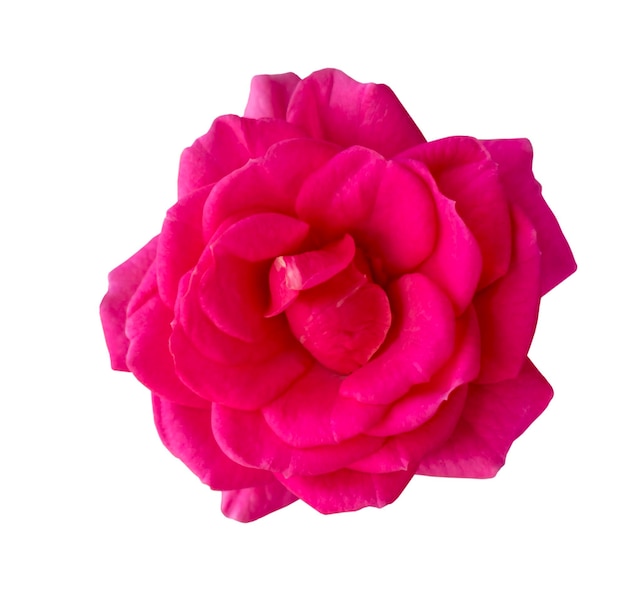 Blooming flower closeup Beautiful bright pink rose Isolated