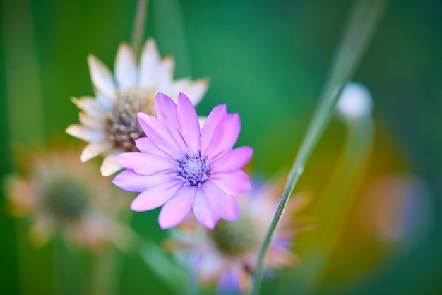 Blooming flower closeup