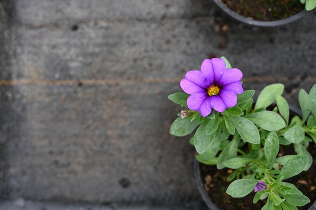 Blooming flower growing in pot with soil on black background with copy space top view