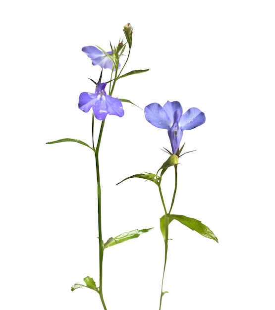 Blooming flower lobelia isolated on white background