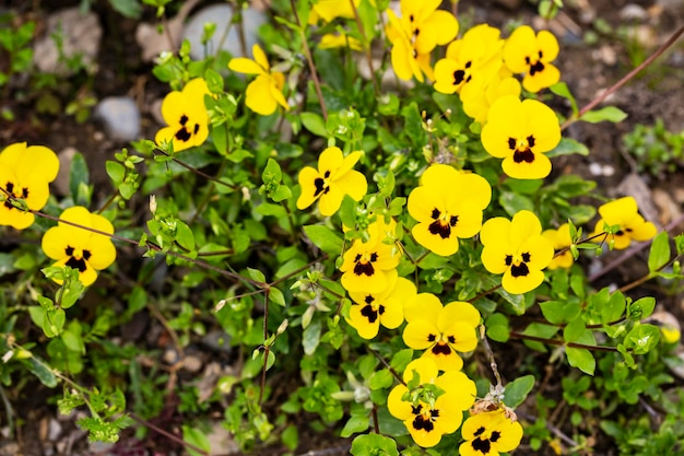 Blooming flower Viola wittrockiana in the garden Known as Garden pansy or pansy Yellow viola flower gardening concept close up of flower head