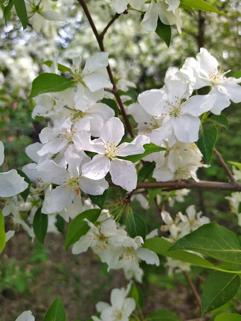 Blooming flowers of apple tree spring flower white petals