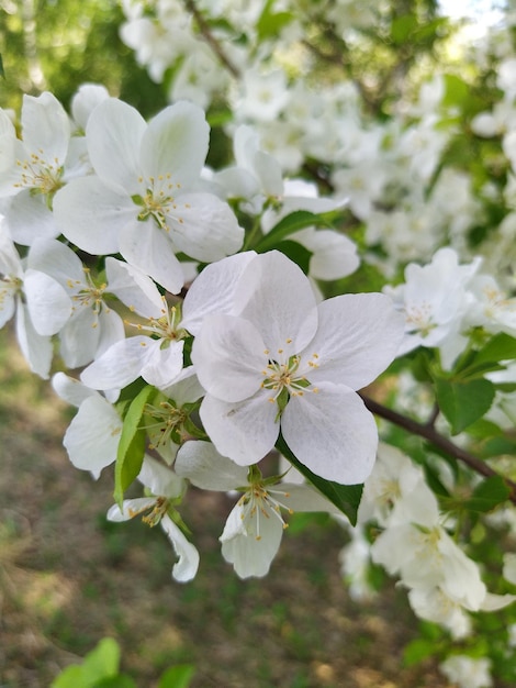 Blooming flowers of apple tree spring flower white petals