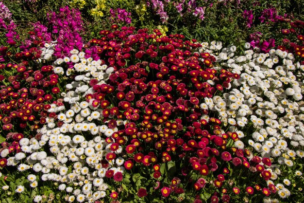 Blooming flowers as a background