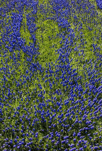 Blooming flowers as a background