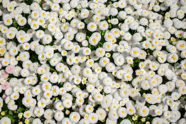 Blooming flowers as a background