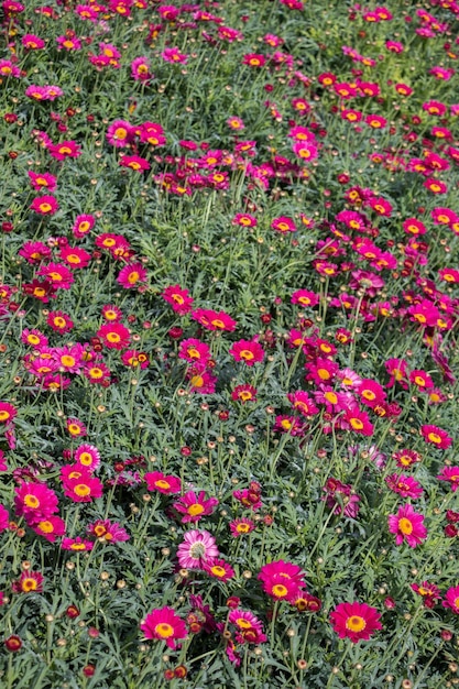 Blooming flowers as a background