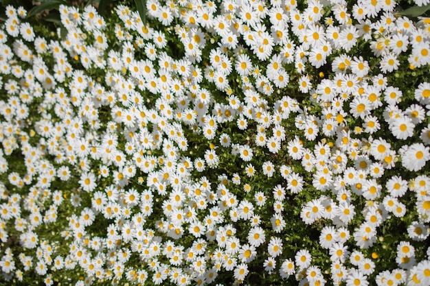 Blooming flowers as a background