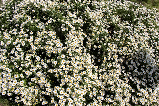 Blooming flowers as a background