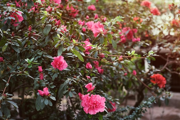 Blooming flowers of azalea rhododendron plant