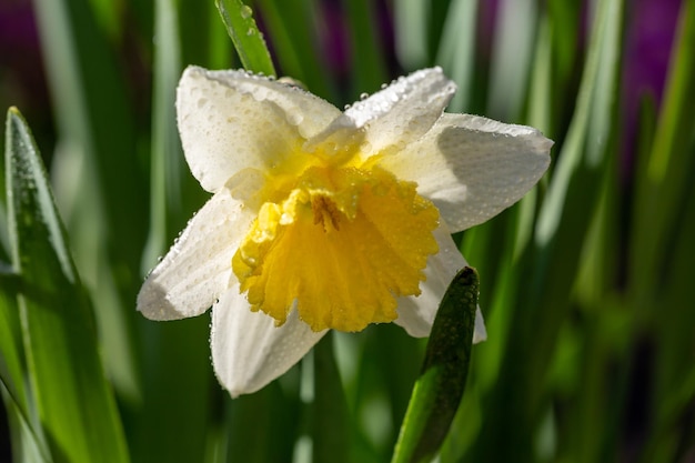 Blooming flowers of daffodils in springtime macro photography Blossom garden narcissus flower